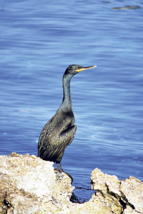 Los cormoranes, los buceadores de los islotes