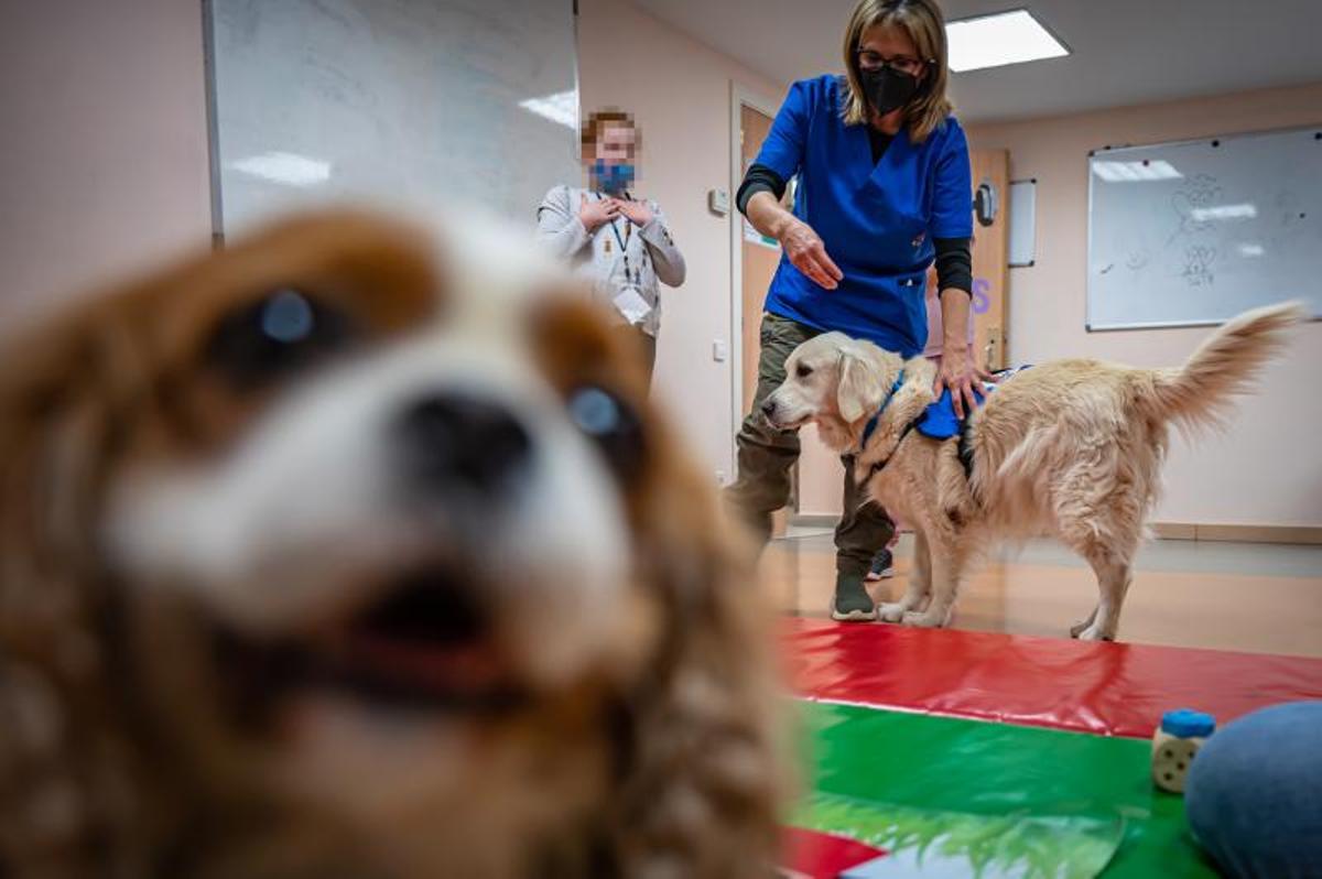 Terapia con perros, en el hospital de día de niños, en el Clínic