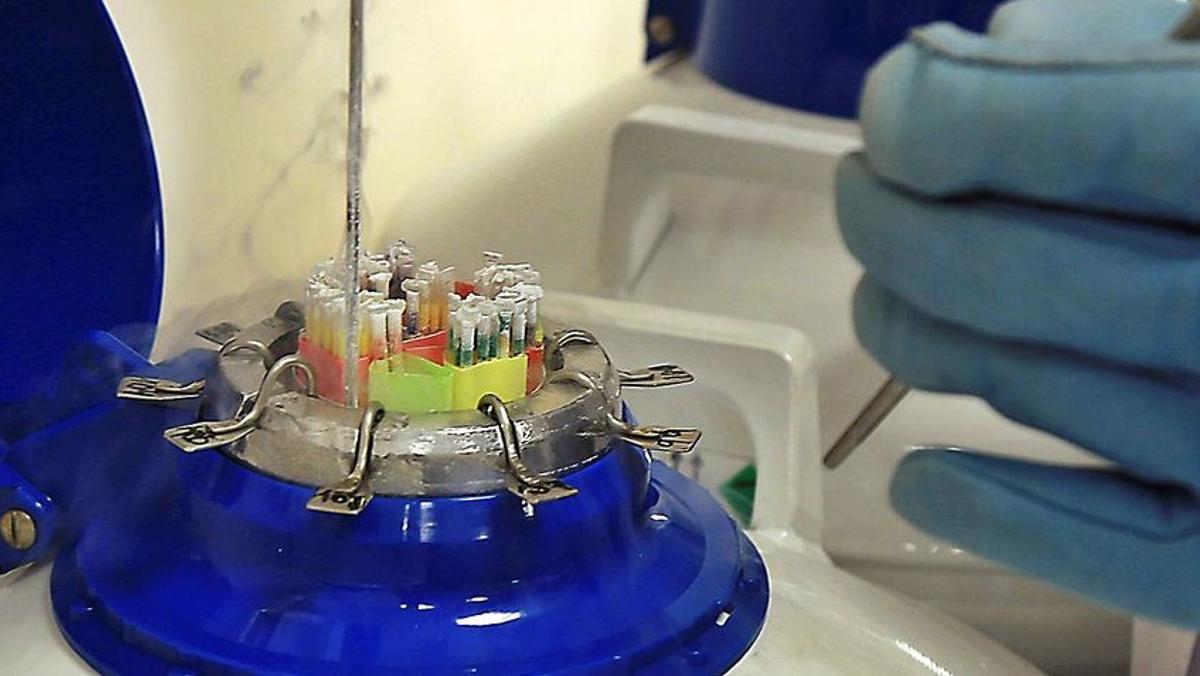 Manipulación de muestras en un laboratorio de reproducción asistida, en una imagen de archivo.