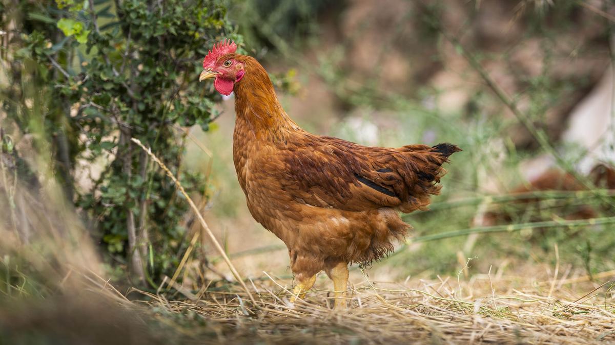 Una de las aves de Cal Nadal.