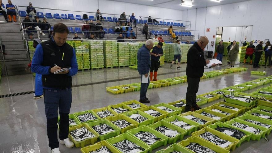 EN IMÁGENES: "Intensa y épica" descarga en Lonja Gijón: más de 65.000 cajas de bocarte y 550.000 kilos de pescado rulado