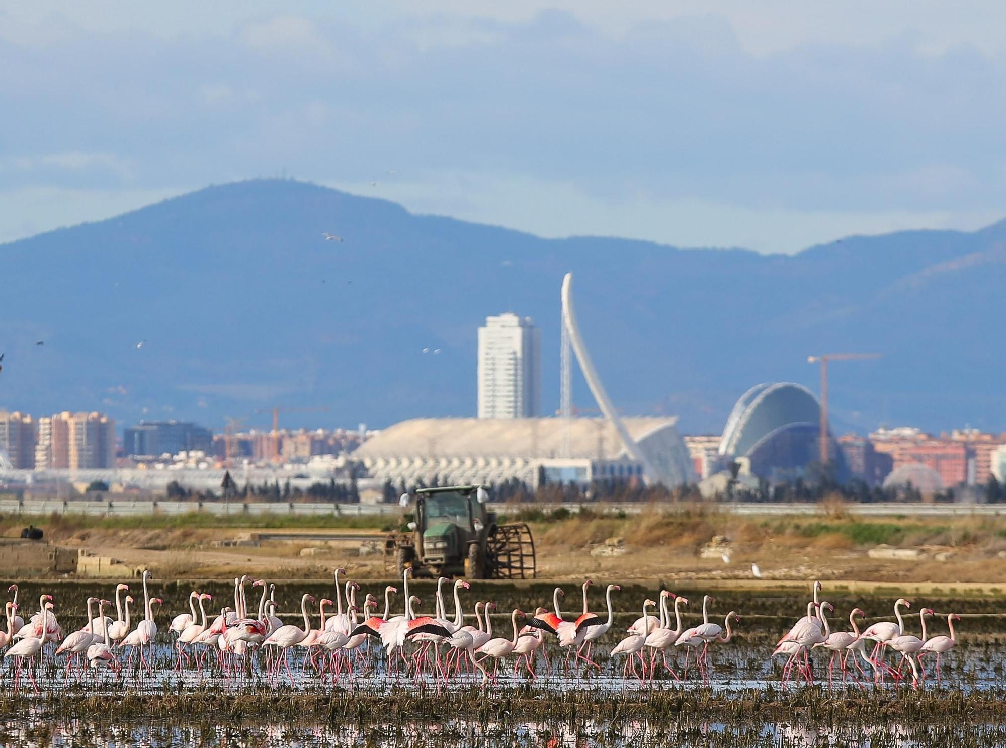 Las mejores imágenes de l'Albufera en el Día Mundial de los Humedales