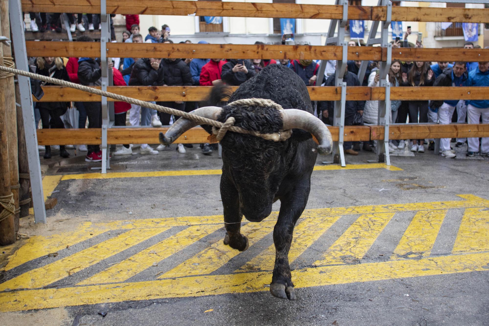 El "Bou en corda" vuelve al Pont Vell de Ontinyent