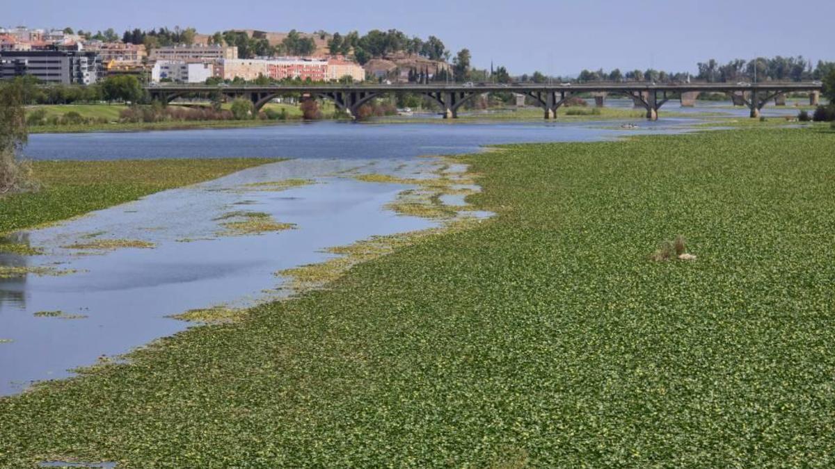 La invasión de nenúfar mexicano en el río Guadiana a su paso por Badajoz.