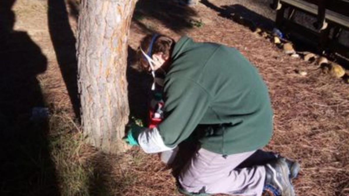 Un trabajador comprobando el estado de un árbol en el Prado de las Pavas de Benavente. | E. P.
