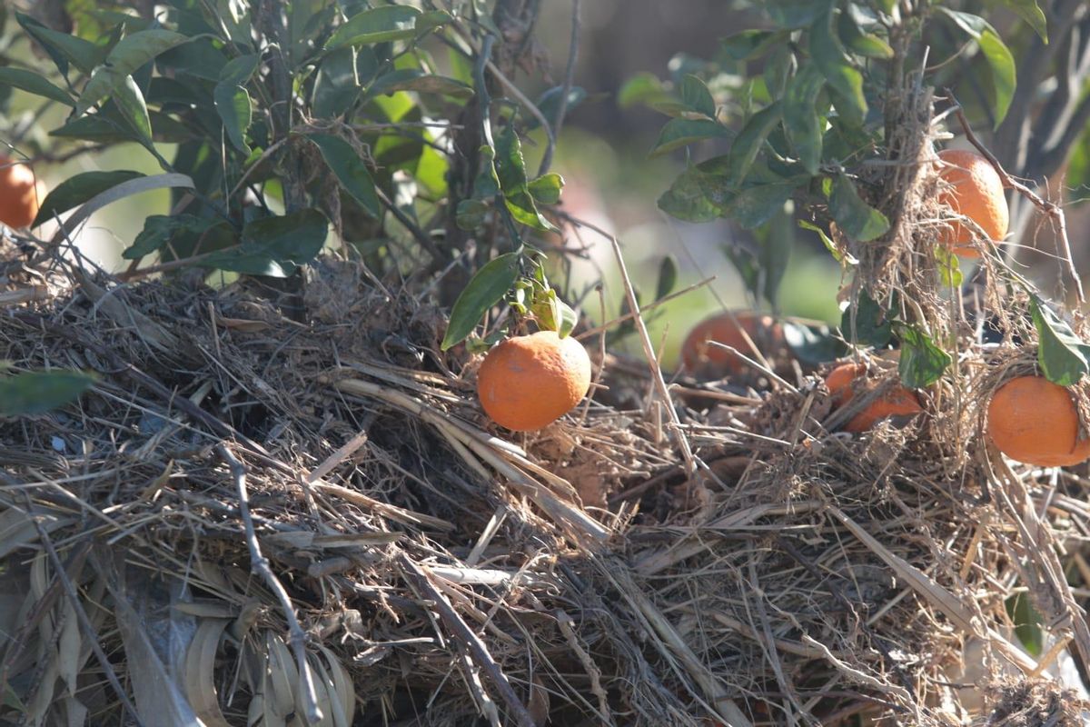 Estado de abandono de un campo de cítricos en los alrededores de Picanya