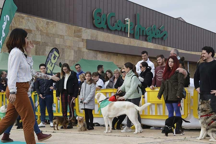 Una día muy perruno en la Canicross de Córdoba