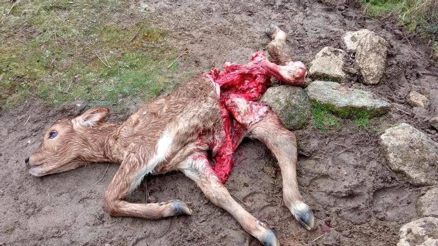 Ternera devorada por el lobo en Fornillos de Aliste