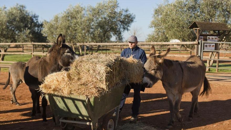 Un cuidador llega con la ansiada comida para los animales.