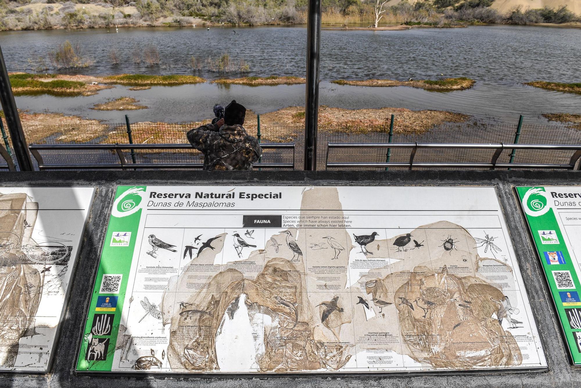 Avistamiento de fauna en la charca de Maspalomas