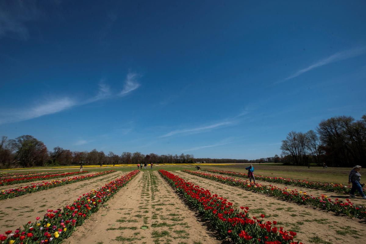 tulipanes 9.jpg