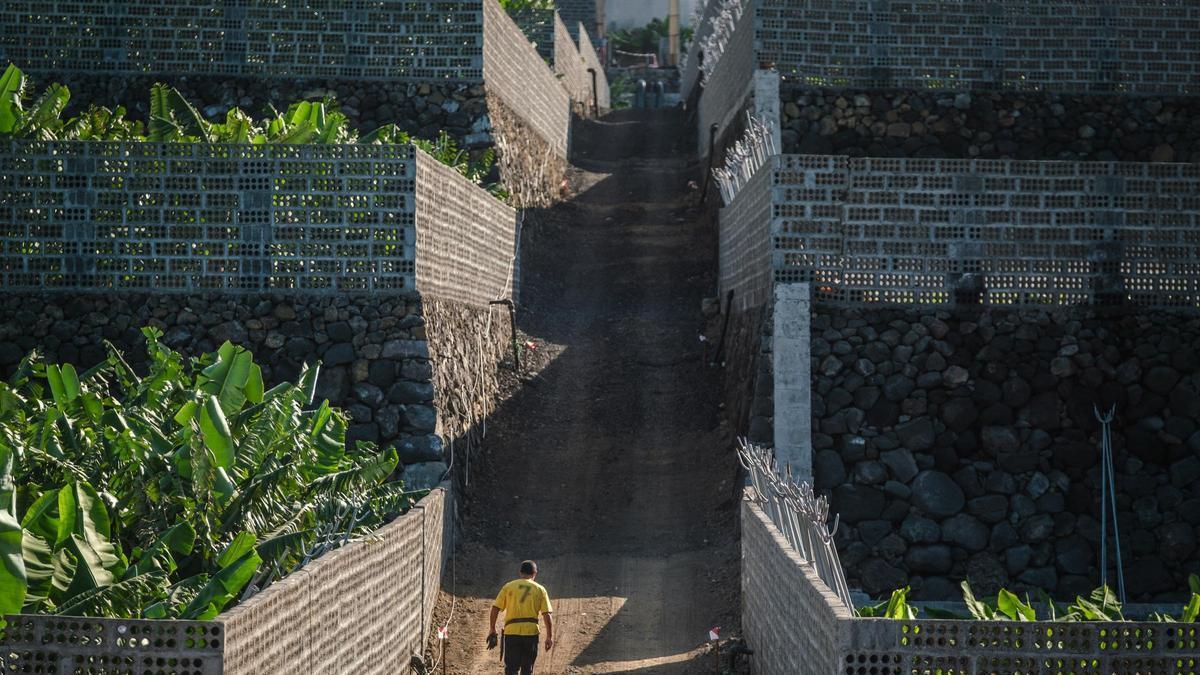 Fincas de plataneras en el Valle de Aridane, en la isla de La Palma.