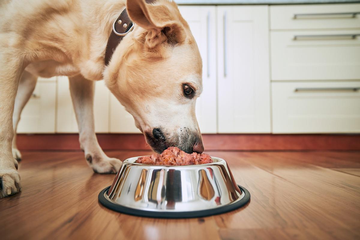 La alimentación de los perros también genera impactos ecológicos