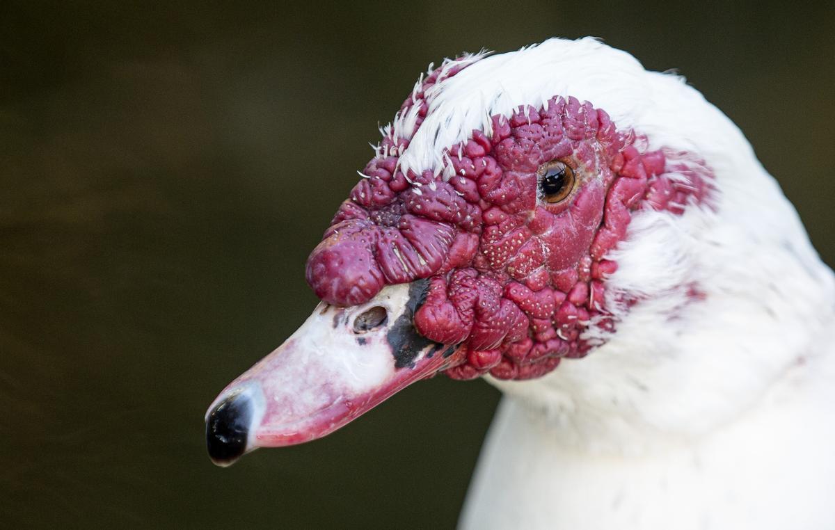 El hábitat de la Universidad de Alicante protege las especies