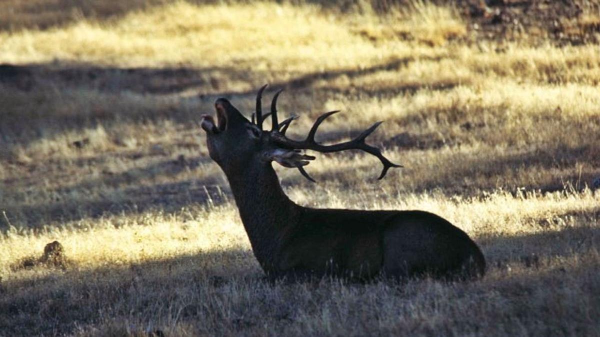 Un ejemplar de ciervo, en un coto de caza mayor situado en la provincia.