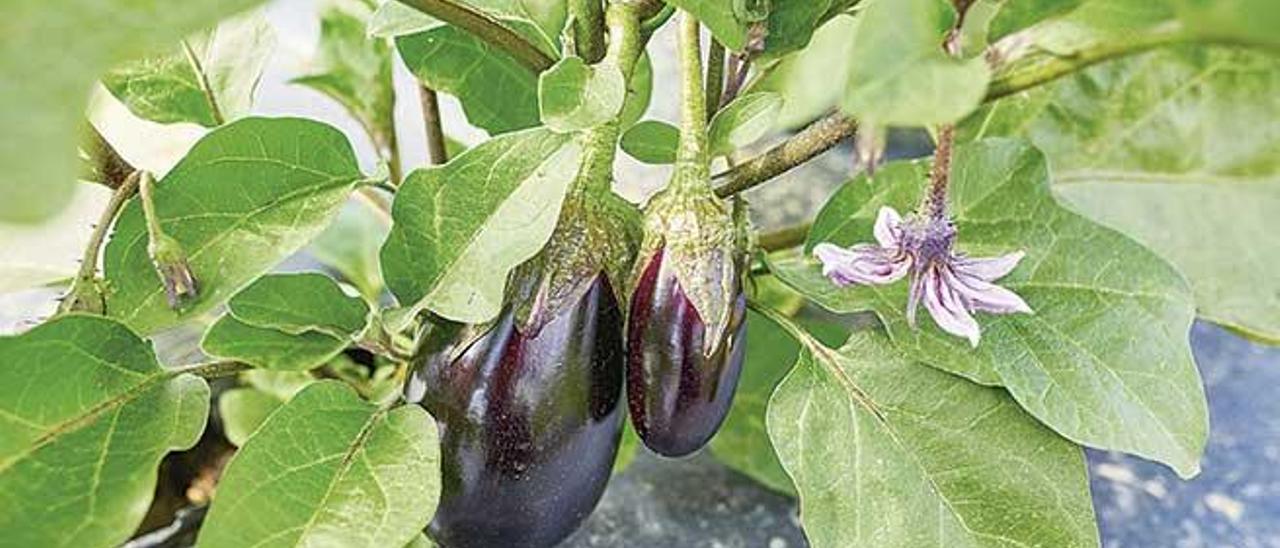 Existe una gran variedad de tipos de berenjena, diferentes en color y forma.