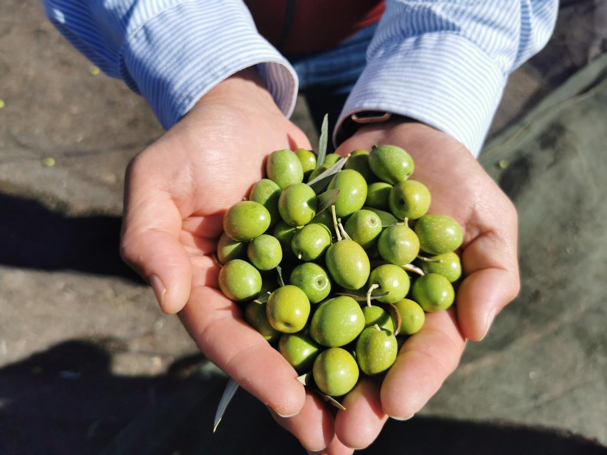 Un puñado de aceitunas de Finca La Torre.