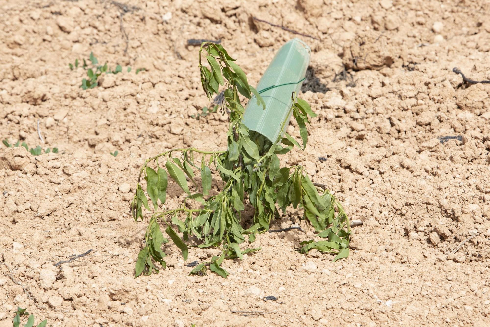 Cortan 280 plantones de almendros en un campo de la Font de la Figuera