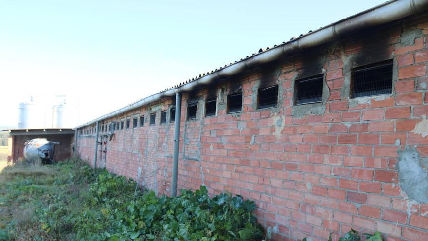 Un incendi en una granja mata 2.500 porcs a Cornellà del Terri