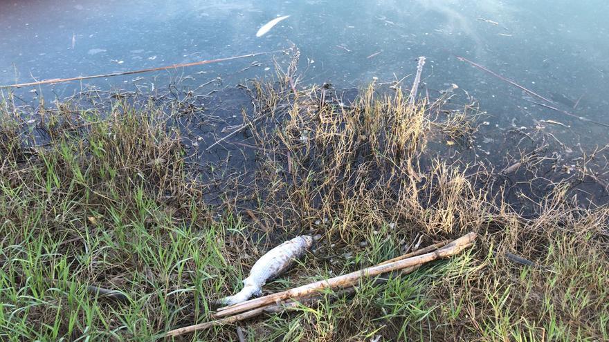 El Xúquer se seca cerca de la desembocadura y provoca la muerte de peces
