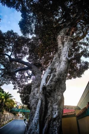 Árboles emblemáticos de Las Palmas de Gran Canaria