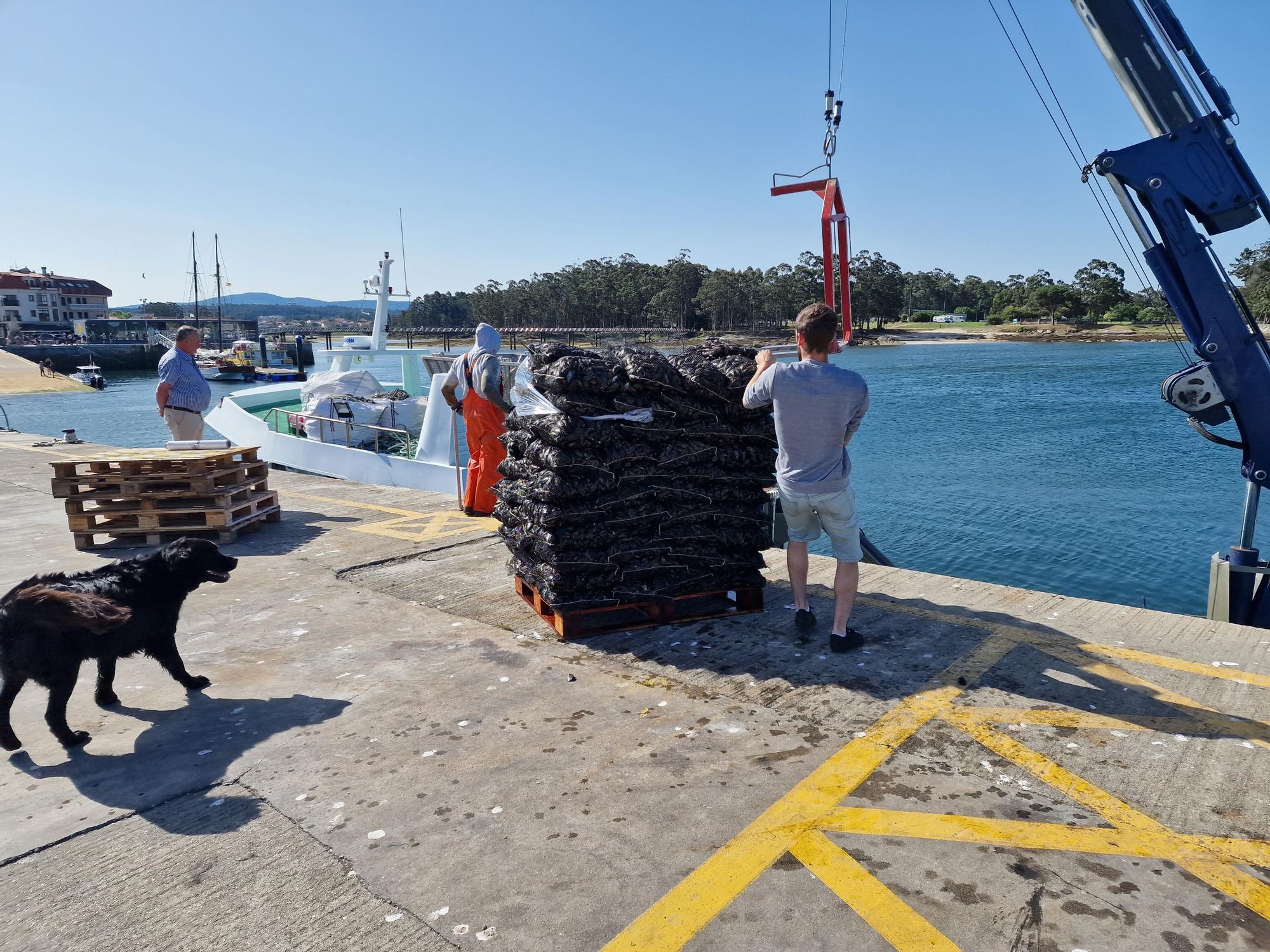 Descargas de mejillón en Arousa.