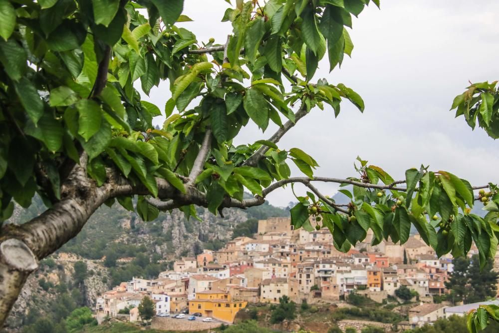 La recolección de la cosecha de cerezas peligra en las comarcas de la montaña de Alicante por la falta de temporeros y la merma de la producción