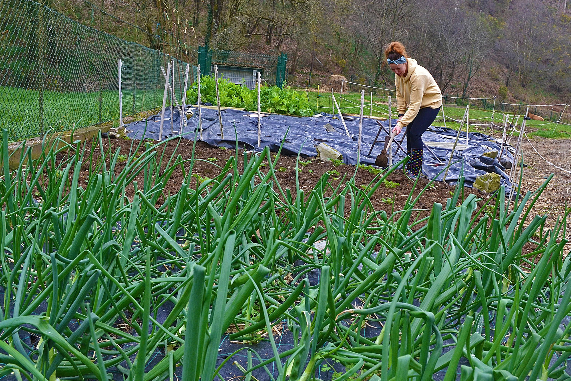 Simona Ángel, trabajando en la huerta familiar en Cogollo.