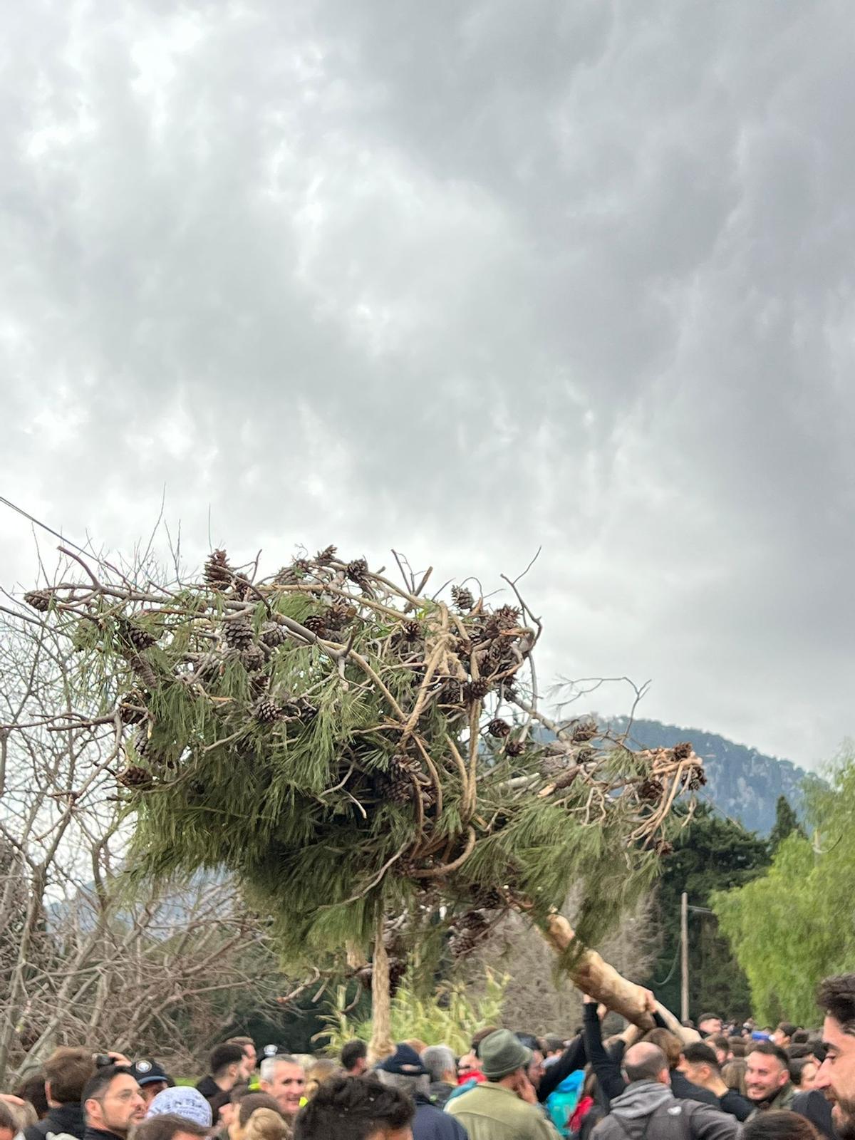El Pi de Ternelles se dirige a la plaza vella de Pollença. El Pi de Ternelles se dirige a la plaza vella de Pollença.