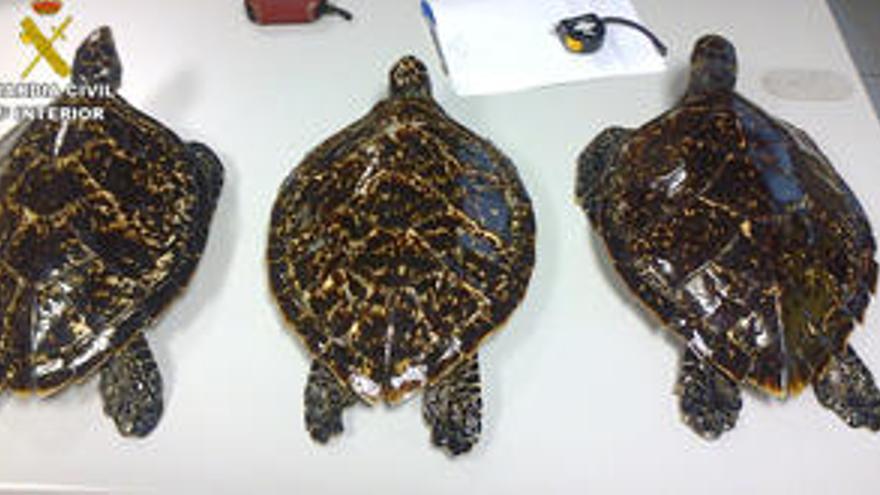La Guardia Civil requisa en Manises tortugas disecadas