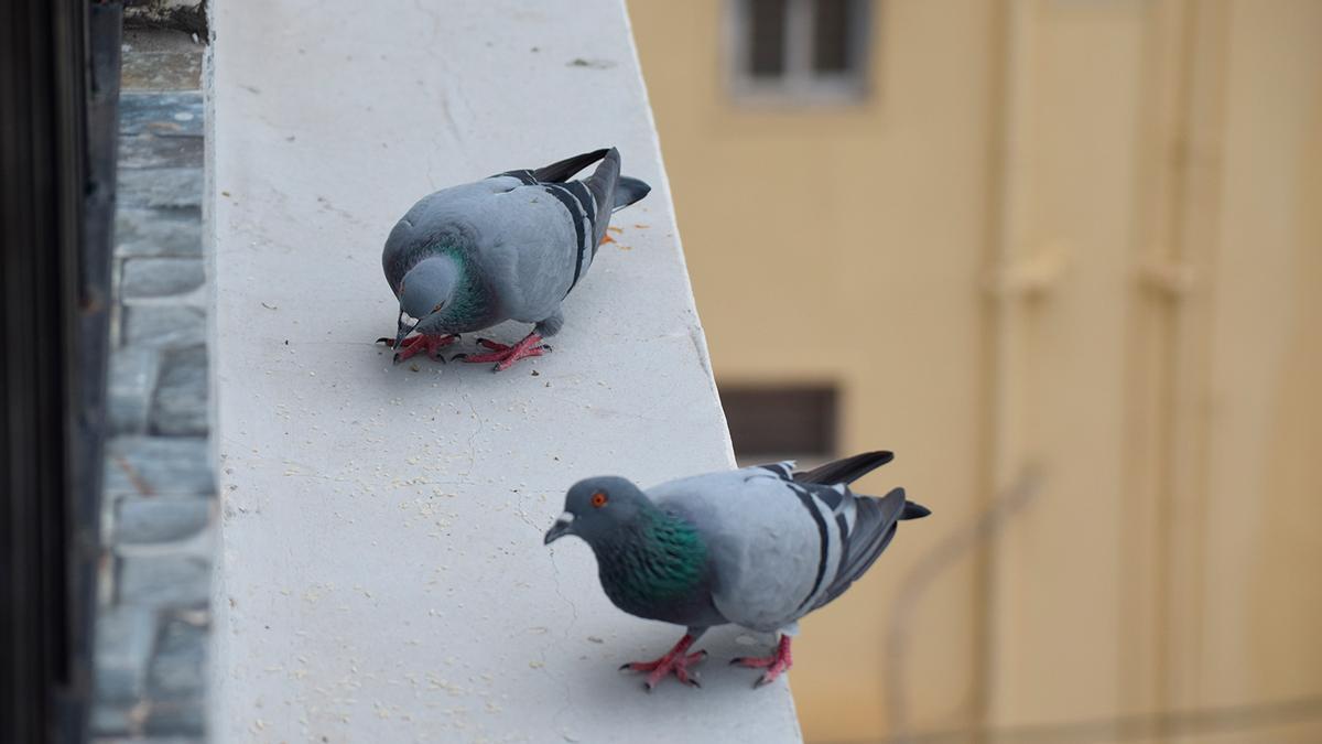 EVITAR EXCREMENTOS DE PALOMAS | El líquido de supermercado que ahuyenta a las  palomas de nuestra terraza o balcón e impide que dejen excrementos