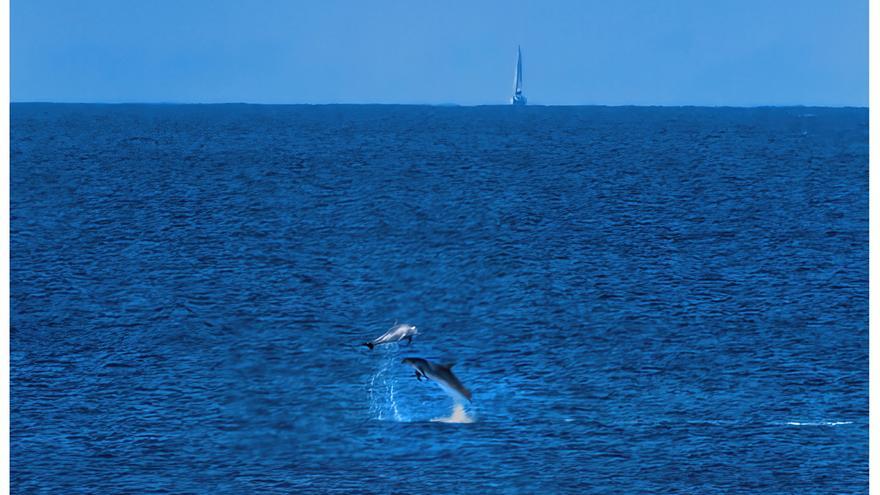 Dos delfines, ajenos a Ibiza Medieval