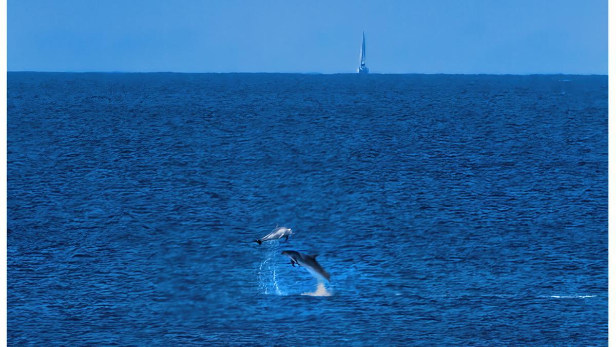 Delfines en Ibiza.