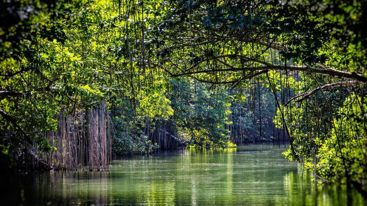Sorteando manglares y cocodrilos: así se surca el Black River de Jamaica