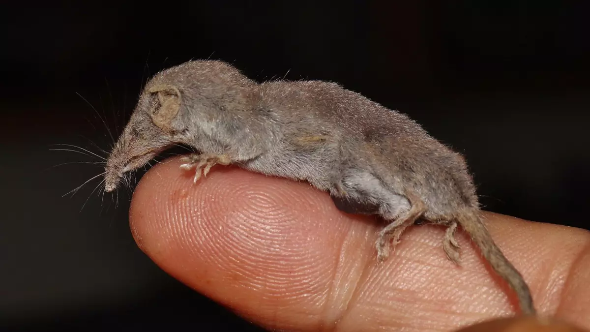 Este es el mamífero más pequeño del mundo, y vive en España