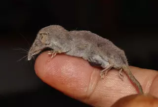 Este es el mamífero más pequeño del mundo, y vive en España