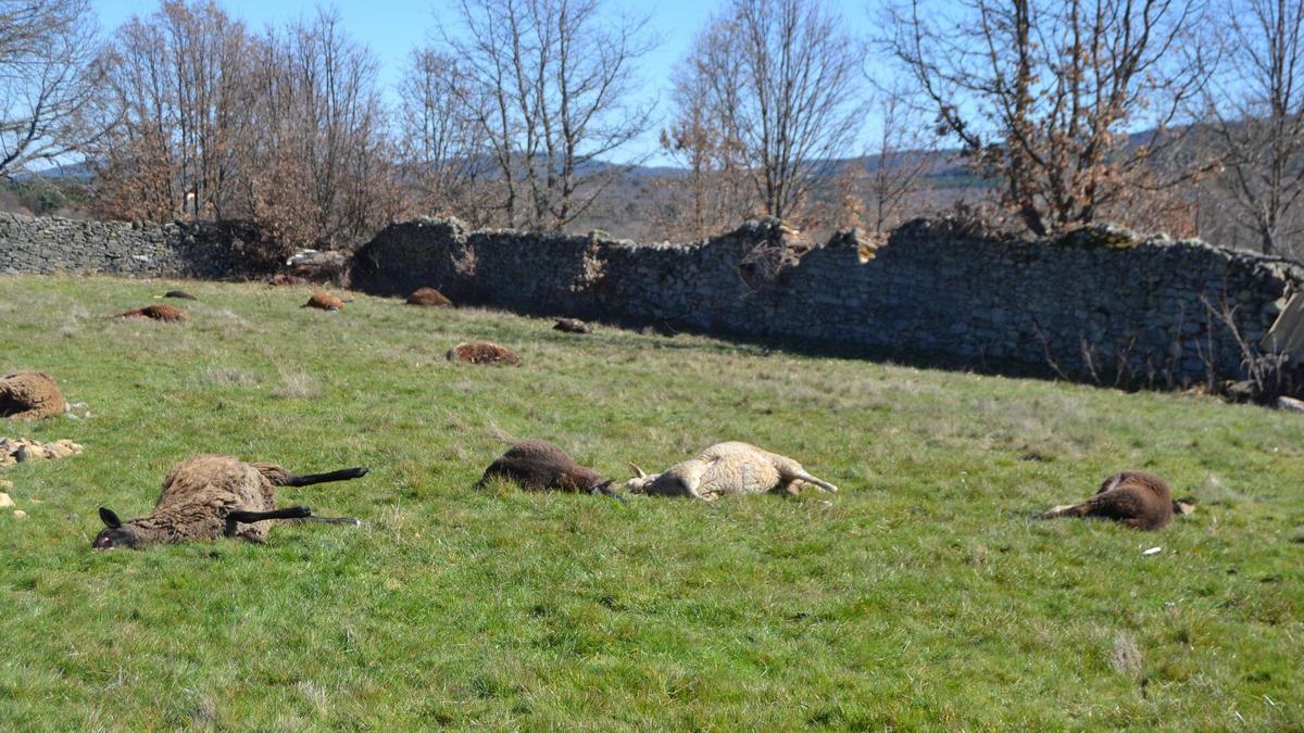 Ovejas muertas como consecuencia de un ataque de lobos en Villardeciervos.