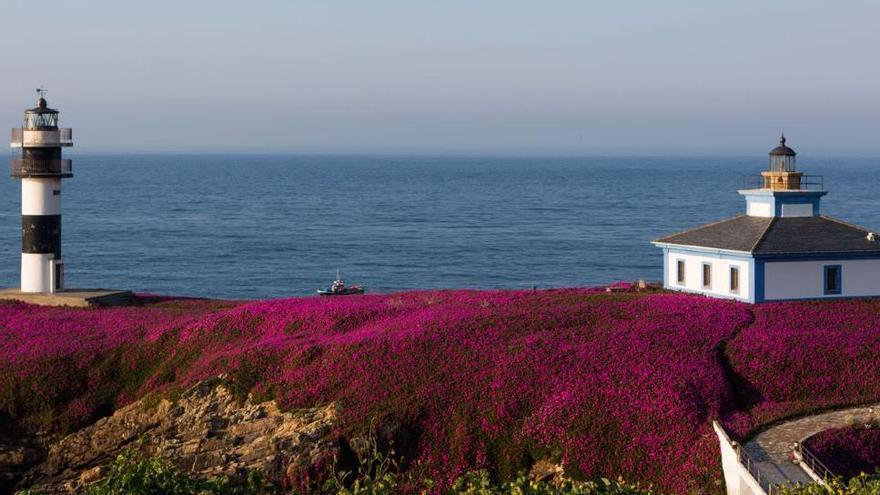 La isla de Galicia ideal para visitar esta primavera: una estampa idílica con dos faros rodeados de púrpura
