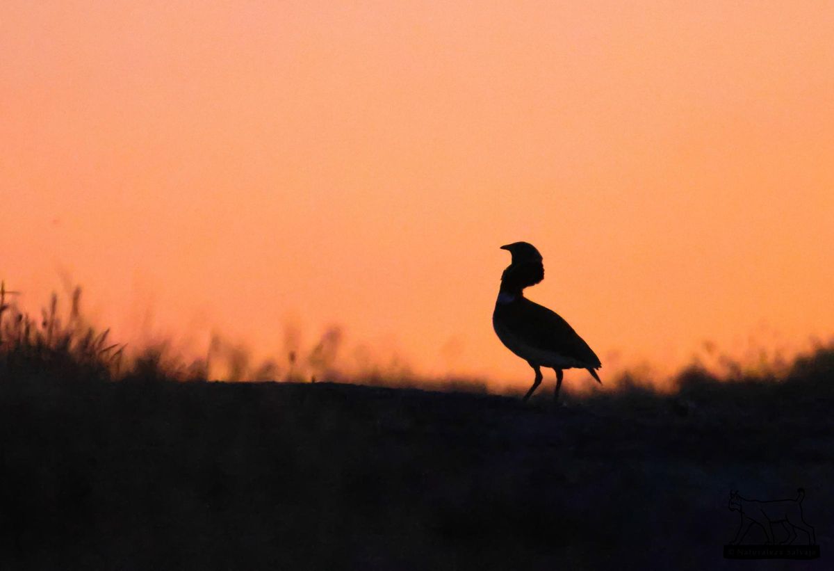 Un sisón común en la zona de La Serena.