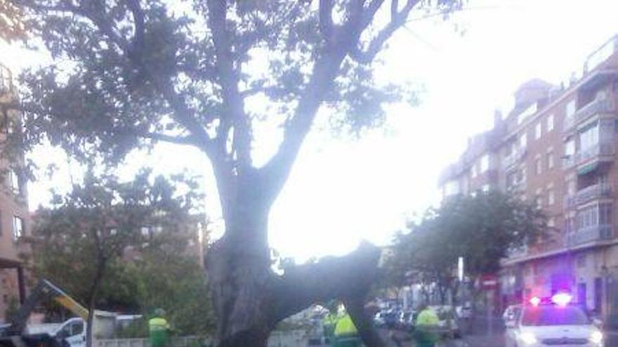 Árbol derribado en la calle Villalpando de la capital