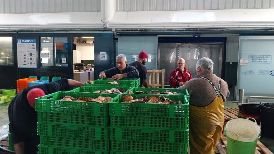 La campaña de la vieira en Bueu llega a los 10.000 kilos y se muestrea Aldán