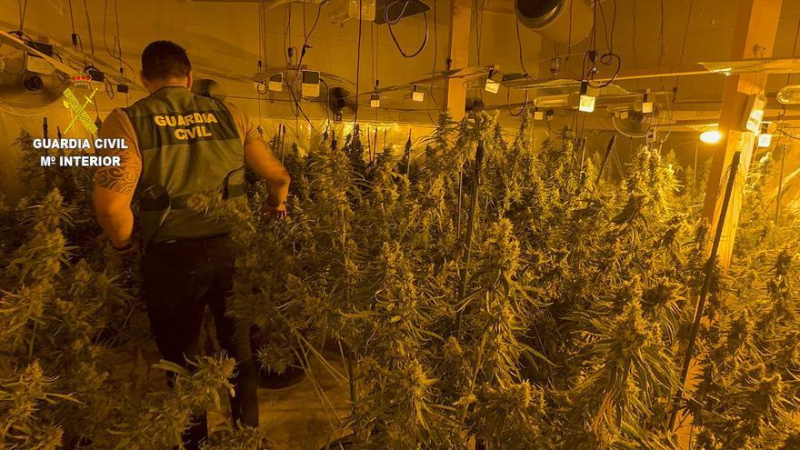 Detienen a tres personas que cultivaban 1.860 plantas de marihuana en l&#039;Alcora