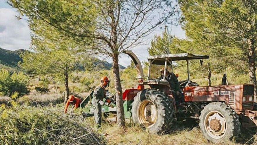 Tareas de limpieza de montes en Calasparra. | CARM