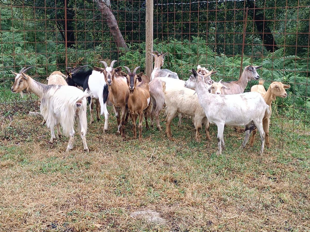 Uno de los rebaños de cabras de los comuneros de Rianxo.