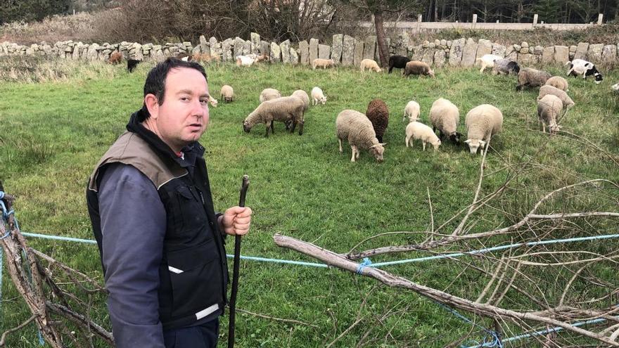 El pastor grovense junto a su rebaño.