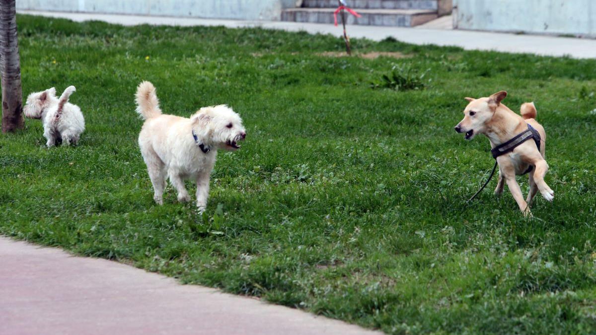 Perros paseando en la Avenida de Castelao, en Coia.