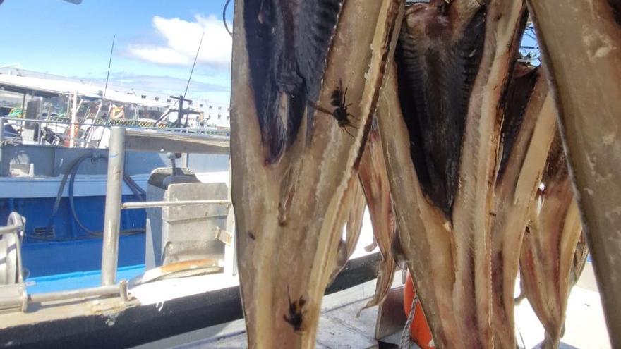 Gigantes y carroñeras: las velutinas se dan todo un festín en un barco de Vigo