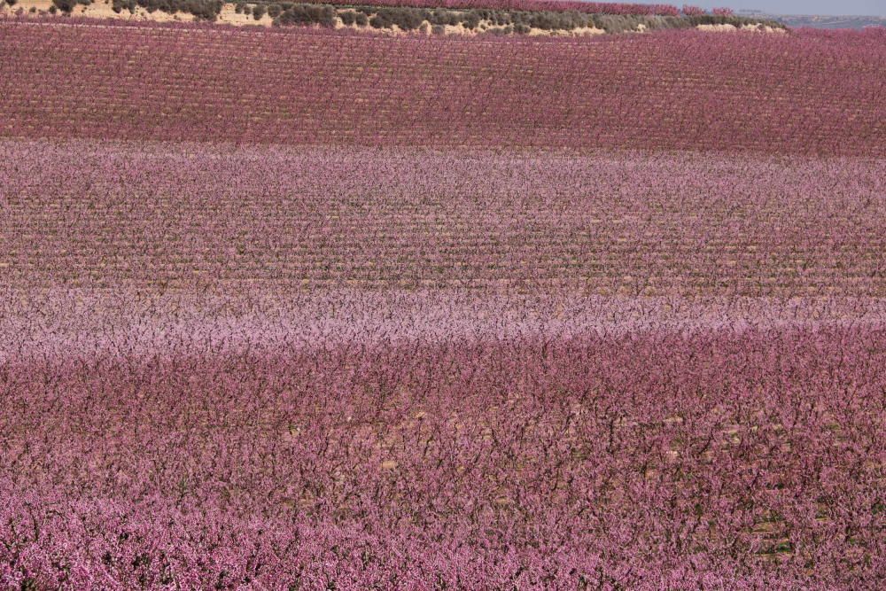 Floració dels camps a Aitona