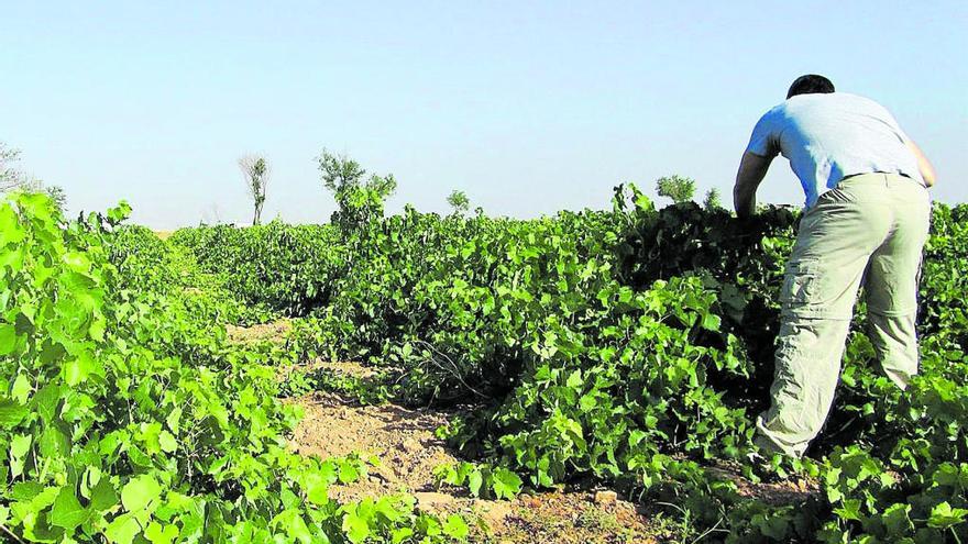 El Ministerio de Planas asigna derechos de pago básico a 2.621 agricultores, 19 de ellos murcianos.