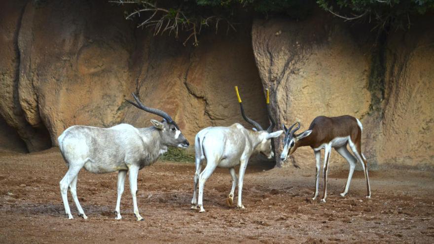 Las nuevas especies de Bioparc.